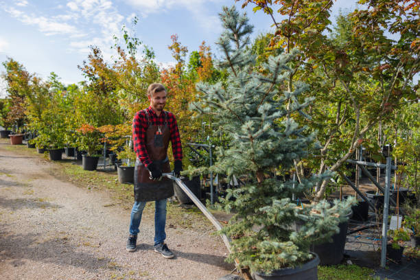 How Our Tree Care Process Works  in High Point, NC